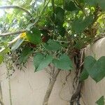 Tinospora crispa Hoja
