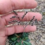 Limonium companyonis Mbuma