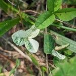 Trifolium fragiferum Φύλλο