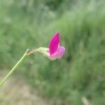 Lathyrus hirsutus Цвят