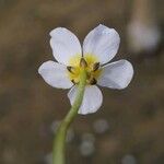 Ranunculus sphaerospermus