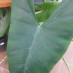 Alocasia zebrina Leaf