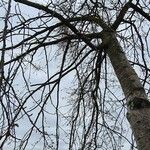 Populus × canescens Агульны выгляд