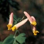 Corydalis aurea Buveinė