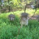 Cirsium vulgare Fruit