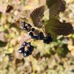 Lantana viburnoides Fruit