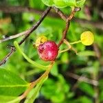 Gaylussacia baccata Fruit