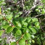 Nothofagus pumilio পাতা