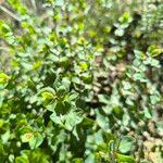 Origanum rotundifolium पत्ता