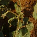 Ipomoea involucrata Kora