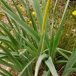 Asphodelus macrocarpus Blatt