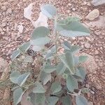 Abutilon pannosum 葉