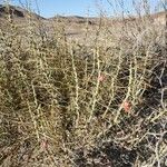 Cylindropuntia leptocaulis Fruit