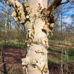 Betula ermanii 樹皮