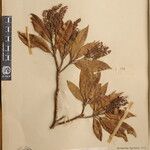 Pieris formosa Mosusu