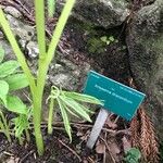 Arisaema dracontium Rinde