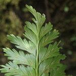 Asplenium lividum Листок