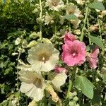 Alcea roseaFlower