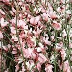 Retama raetam Fleur