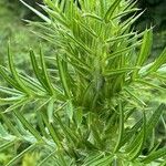 Cirsium ferox Leaf