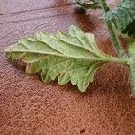 Verbena peruviana Leaf