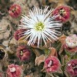 Mesembryanthemum crystallinum Flor