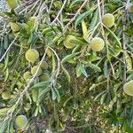 Diospyros dichrophylla Frukto