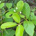 Psidium guineense Лист