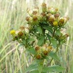 Inula conyza