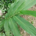 Hedychium coronarium Blatt