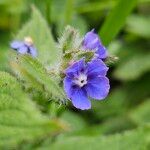 Pentaglottis sempervirens Flor