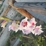 Gladiolus communisFlower