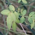 Chrysojasminum fruticans Feuille