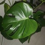 Monstera deliciosa Leaf
