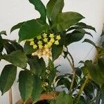 Hoya multiflora फूल
