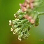 Achillea distans Други