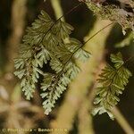 Hymenophyllum tunbrigense Leaf