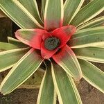 Neoregelia carolinae Листок