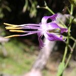 Prenanthes purpurea Cvet