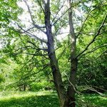 Quercus × rosacea Habitat