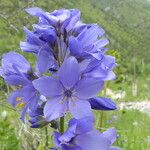 Polemonium caucasicum Flower