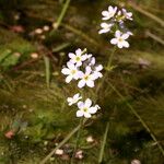 Hottonia palustris Листок