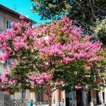 Lagerstroemia indicaFlor