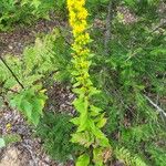 Solidago puberula Leaf