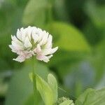 Trifolium hybridumЦветок