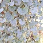 Dichondra argenteaLapas