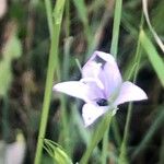 Campanula rapunculus Floare