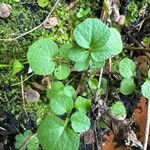 Cardamine oligosperma Ліст