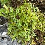 Veronica teucrium Leaf
