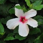 Hibiscus arnottianusBlomst